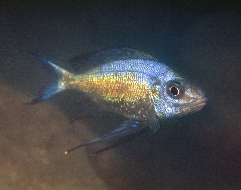 Cyathopharynx sp. 'blue flush' Mikongolo Island